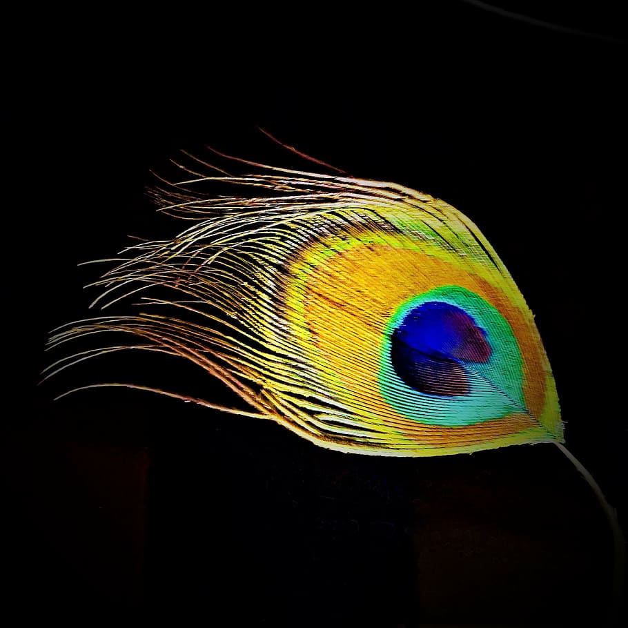 Single Peacock Feathers Wallpaper