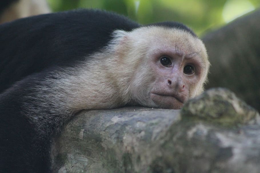 fauna, monkey, mammal, primate, animal, animal wildlife, one animal HD wallpaper