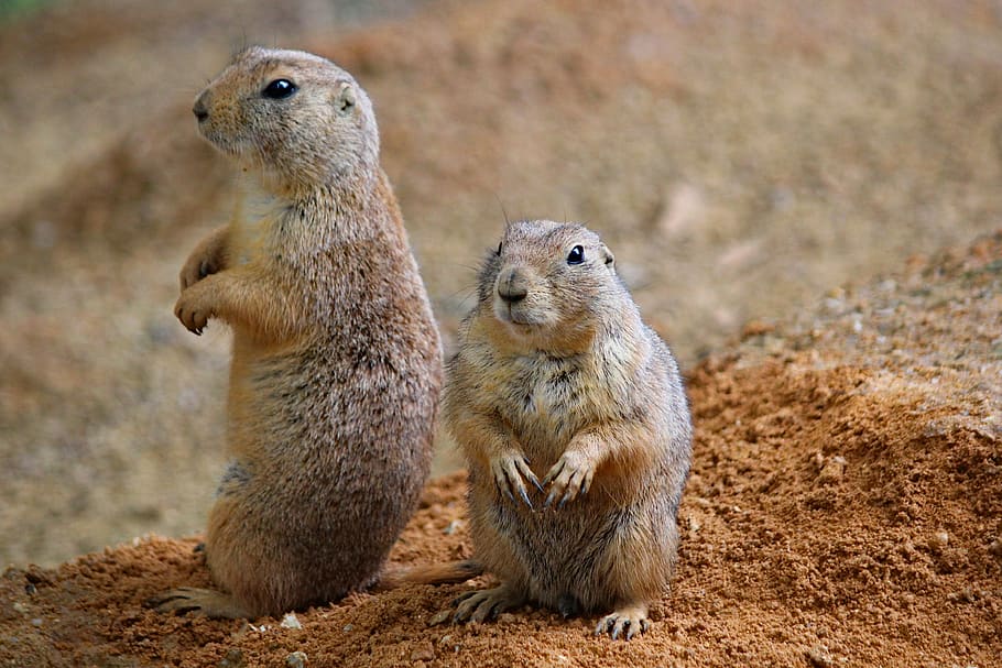 prairie dogs, rodents, a pair of, sitting, funny, animal, cute, HD wallpaper