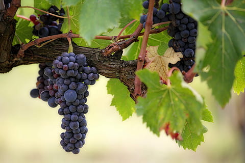focused photo of purple grapes, fruit, climber, wine, vineyard HD wallpaper