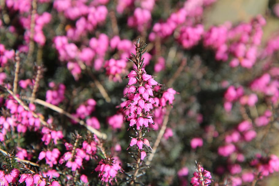 heather, pink, flower, flowering plant, freshness, beauty in nature HD wallpaper