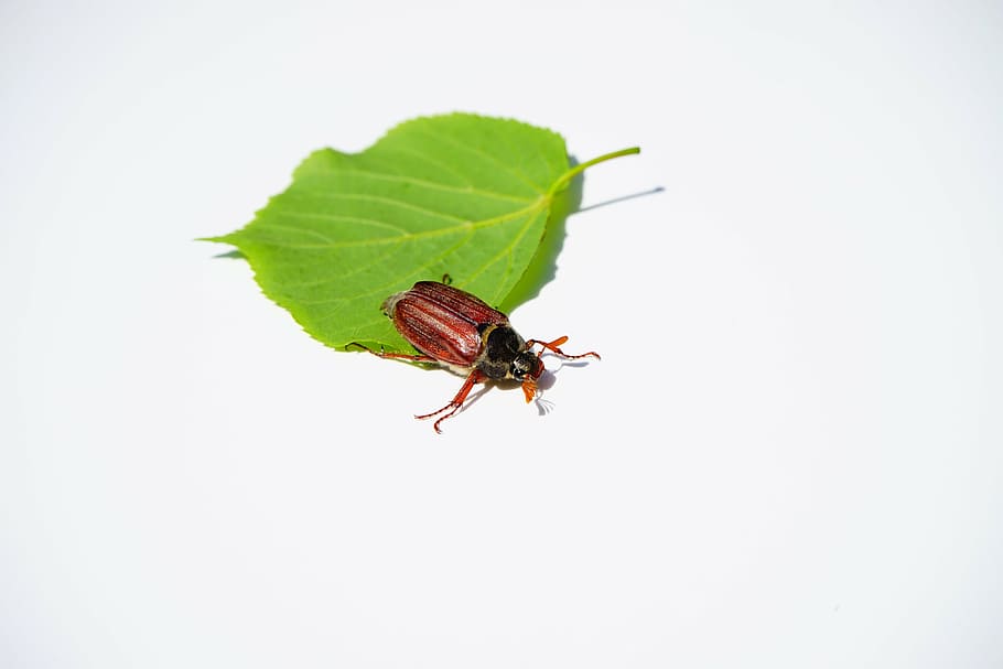 maikäfer, beetle, insect, krabbeltier, spring, may, creature, HD wallpaper
