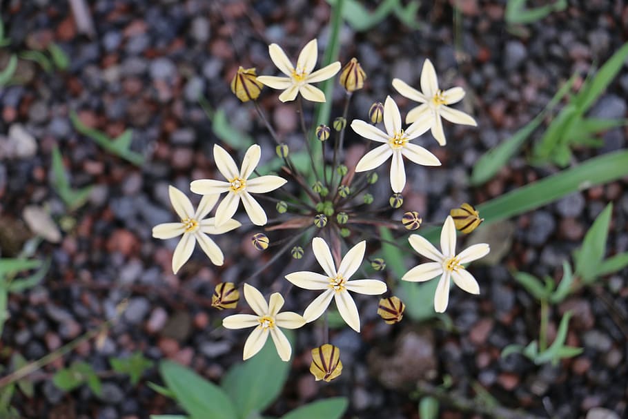 blossom, bloom, asterisk, allium, nature, flowers, garden, star HD wallpaper