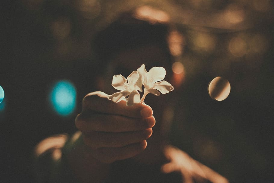 person holding white flowers, hand, blue, bokeh, reach, light HD wallpaper