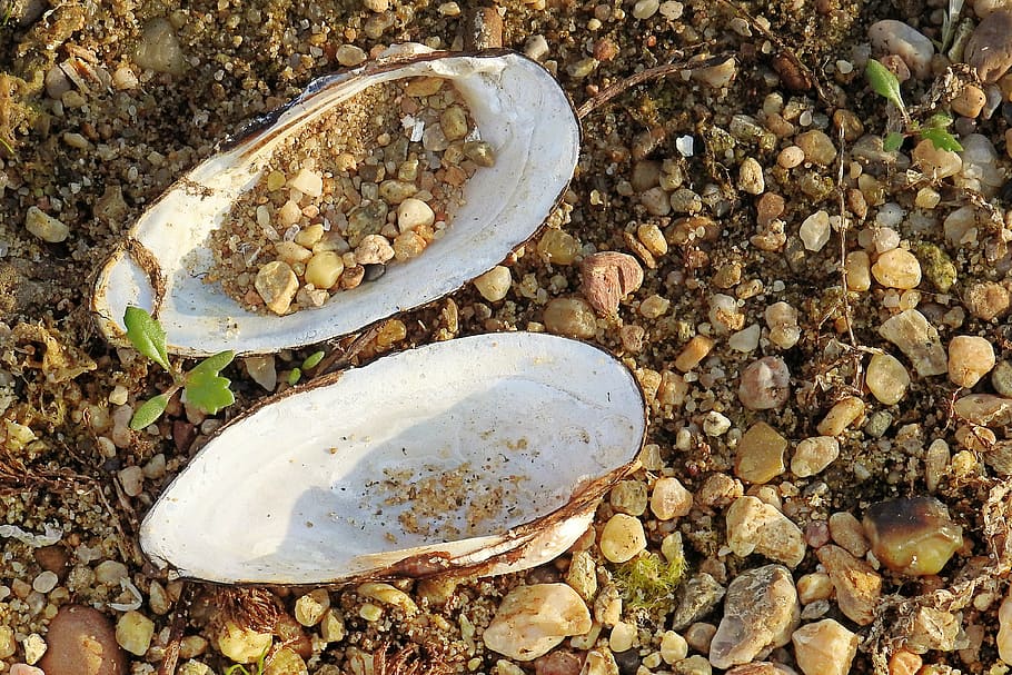 shell, river shell, riverside, pebble, solid, high angle view HD wallpaper