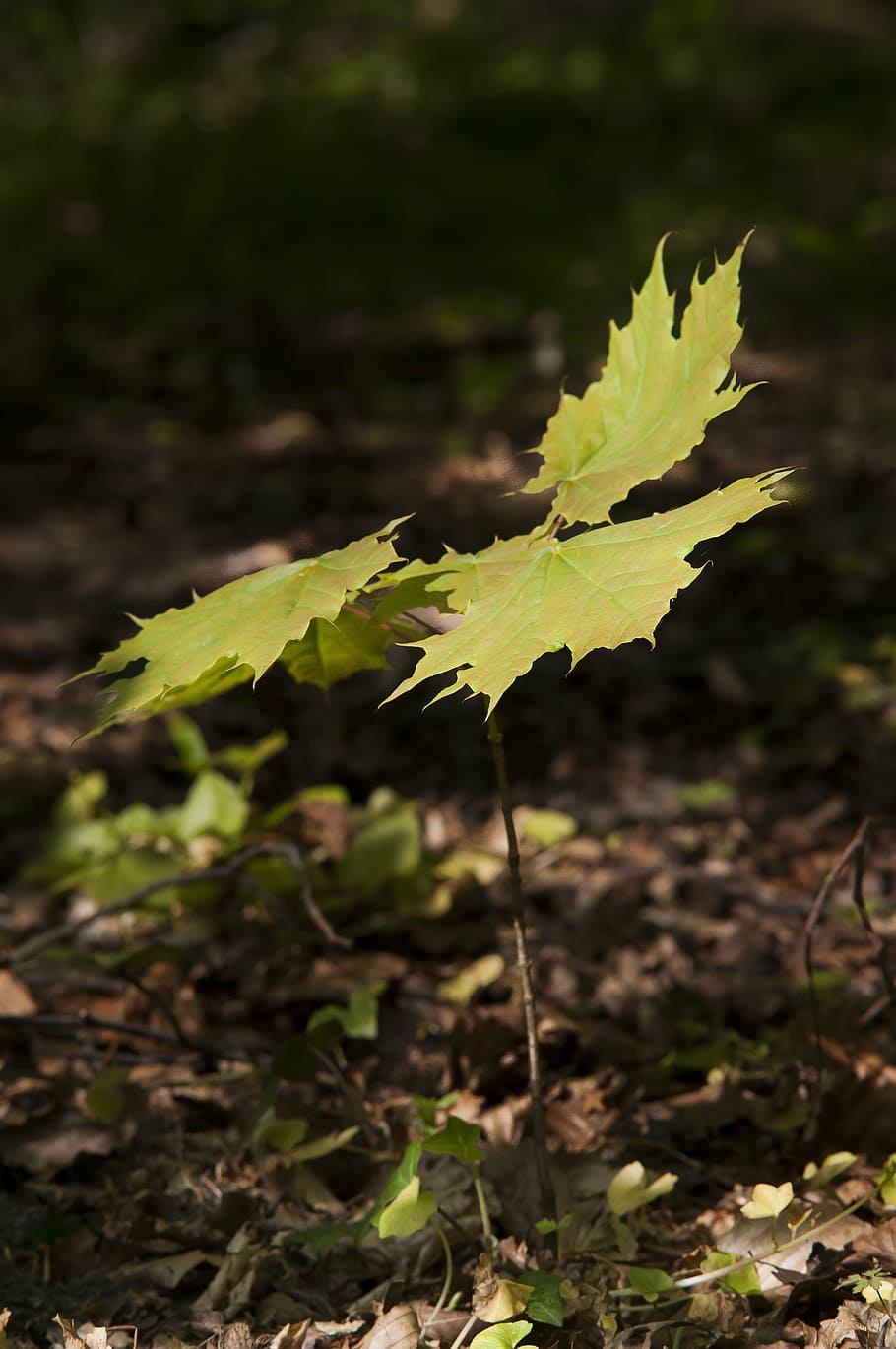 forest, maple, spring, button, tree, seedling, growth, sprout HD wallpaper