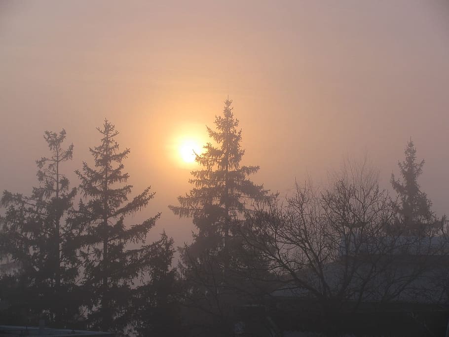 fog, sunset, pines, tree, beauty in nature, tranquility, plant HD wallpaper
