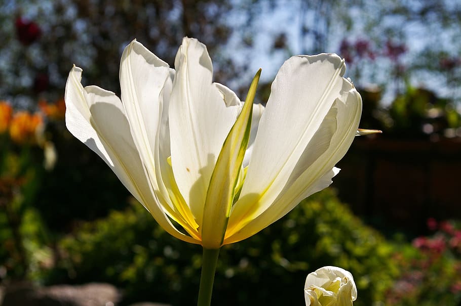 Tulips, White, Spring, white tulips, blossom, bloom, flower HD wallpaper