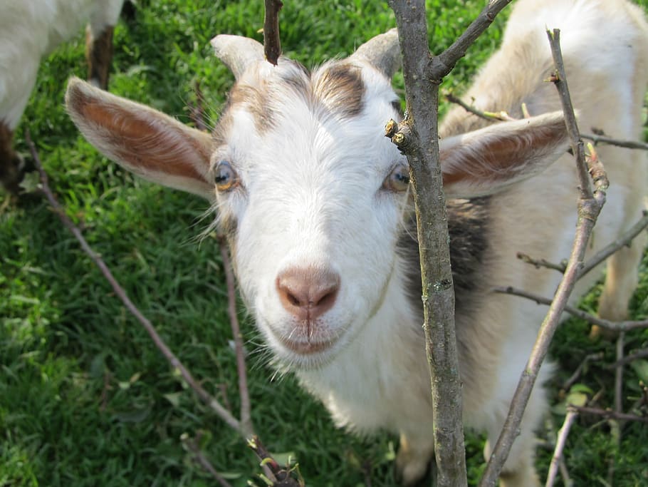 Online crop | HD wallpaper: goat, curious, cute, goat’s head, horned