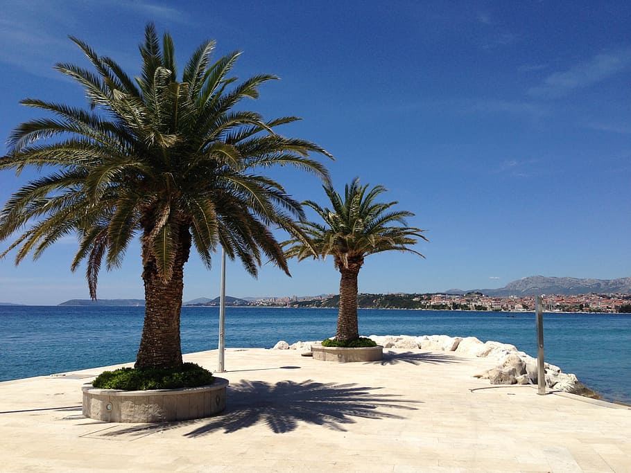 palm tree, beach, sun, holiday, sandy beach, nature, canary islands HD wallpaper