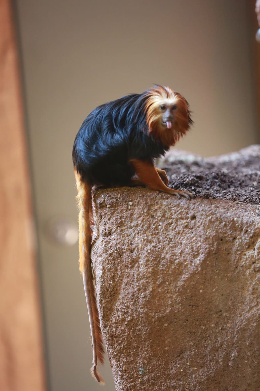 monkey, zoo, animal, funny, tongue, wildlife, mammal, one animal HD wallpaper