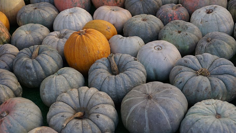 bunch of pumpkins, fall, autumn, orange, halloween, holiday HD wallpaper