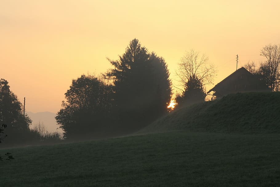 sun, morning, meadow, plant, tree, sky, sunset, beauty in nature HD wallpaper