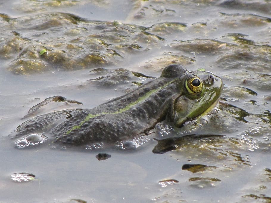 frog, toad, green, animal, vertebrate, marshes, water, animal wildlife HD wallpaper