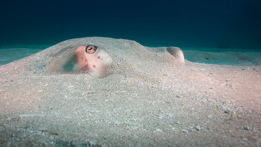 silver fish in water, gray octopus covered in sand, creature HD wallpaper