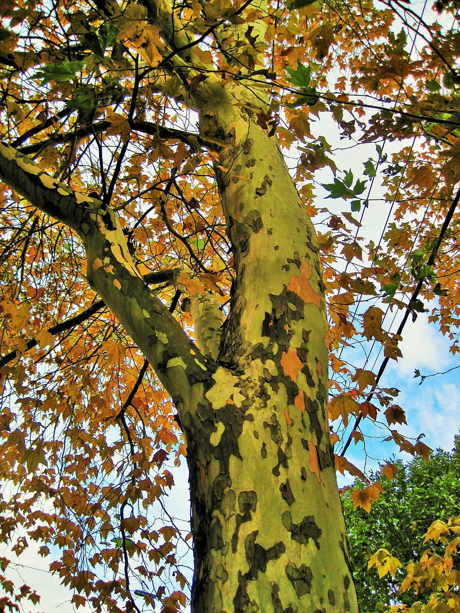 plane tree, trunk, tall, leaves, foliage, yellow, orange, autumn HD wallpaper