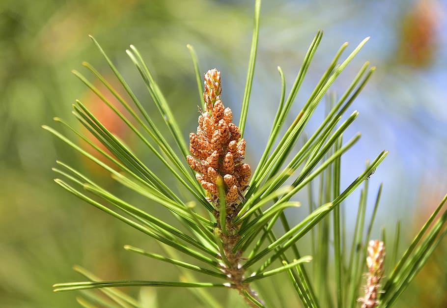 pinus, sewing needle, tree, evergreen, plant, nature, beauty in nature HD wallpaper