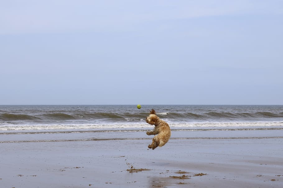 Beach, Dog, Ball, Cockapoo, Puppy, summer, sand, pet, animal HD wallpaper