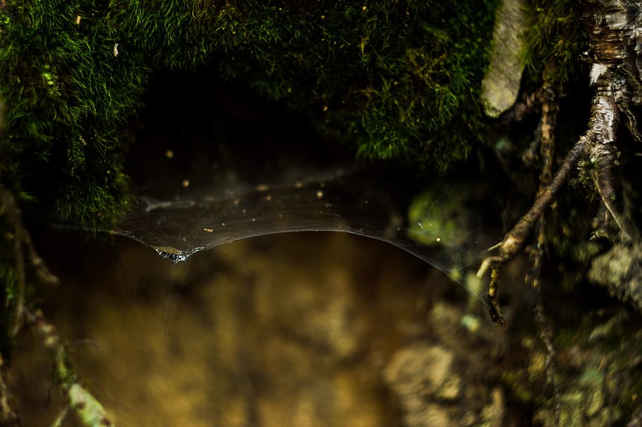 web, tree, green, wood, rock, nature, outdoor, plant, water HD wallpaper