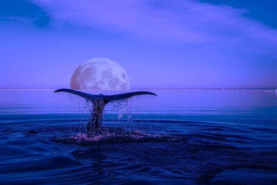 photo of whale tail during nighttime, breaching, marine life, HD wallpaper