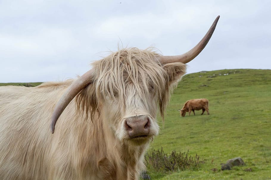 white cow, highland cow, scotland, scottish, hairy, cattle, landscape, HD wallpaper
