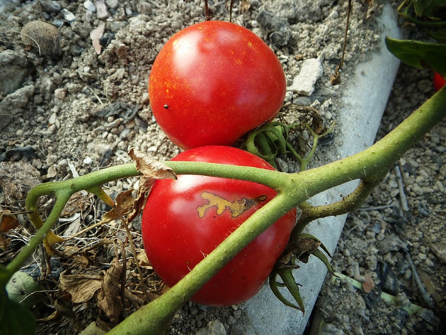 tomato, garden, red, vegetables, fruit, nature, orchard, food HD wallpaper
