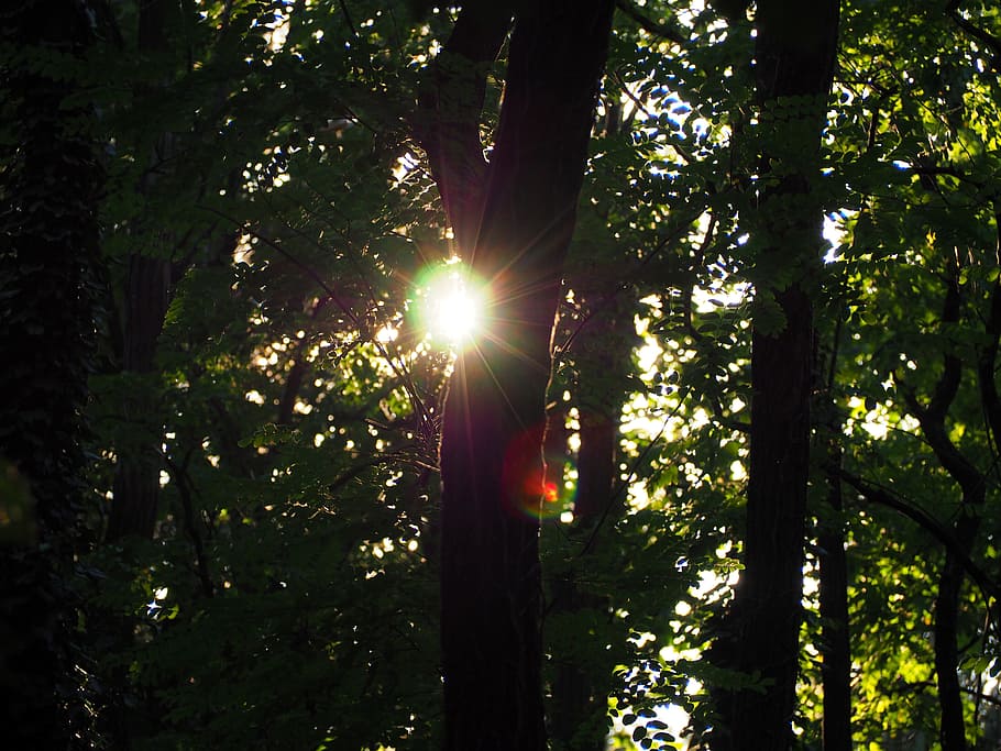 sunset, forest, trees, abendstimmung, twilight, nature, dusk HD wallpaper