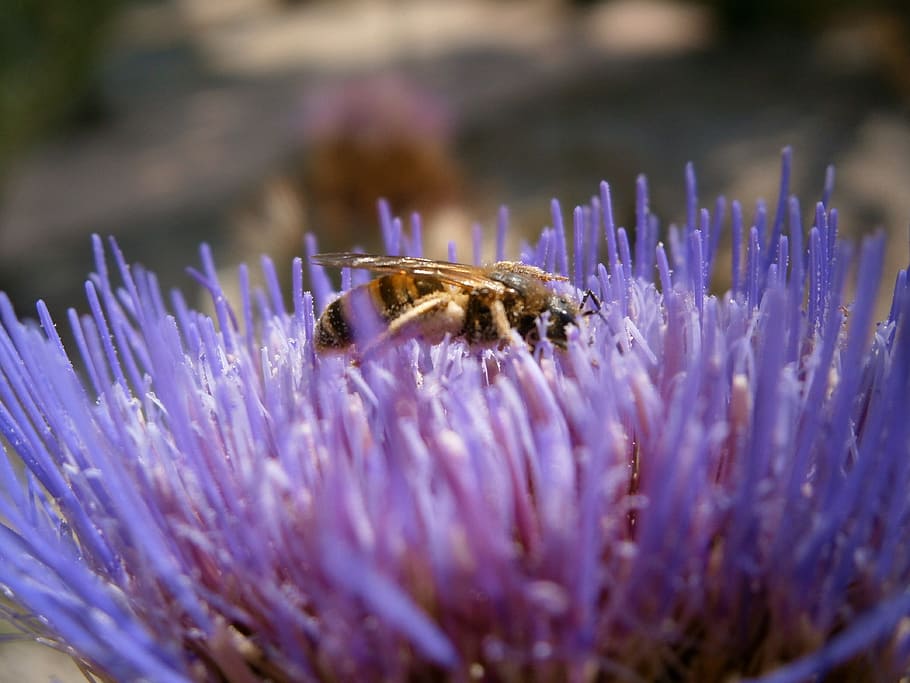 flower, bee, insect, summer, thistle, nature, macro, animal HD wallpaper