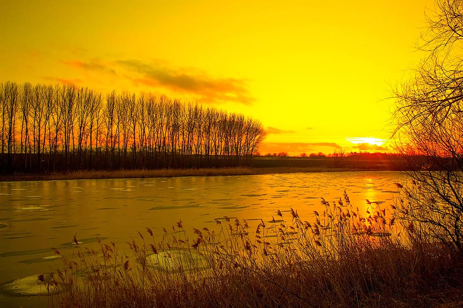 leafless trees beside body of water, small river, sunset, by the river HD wallpaper
