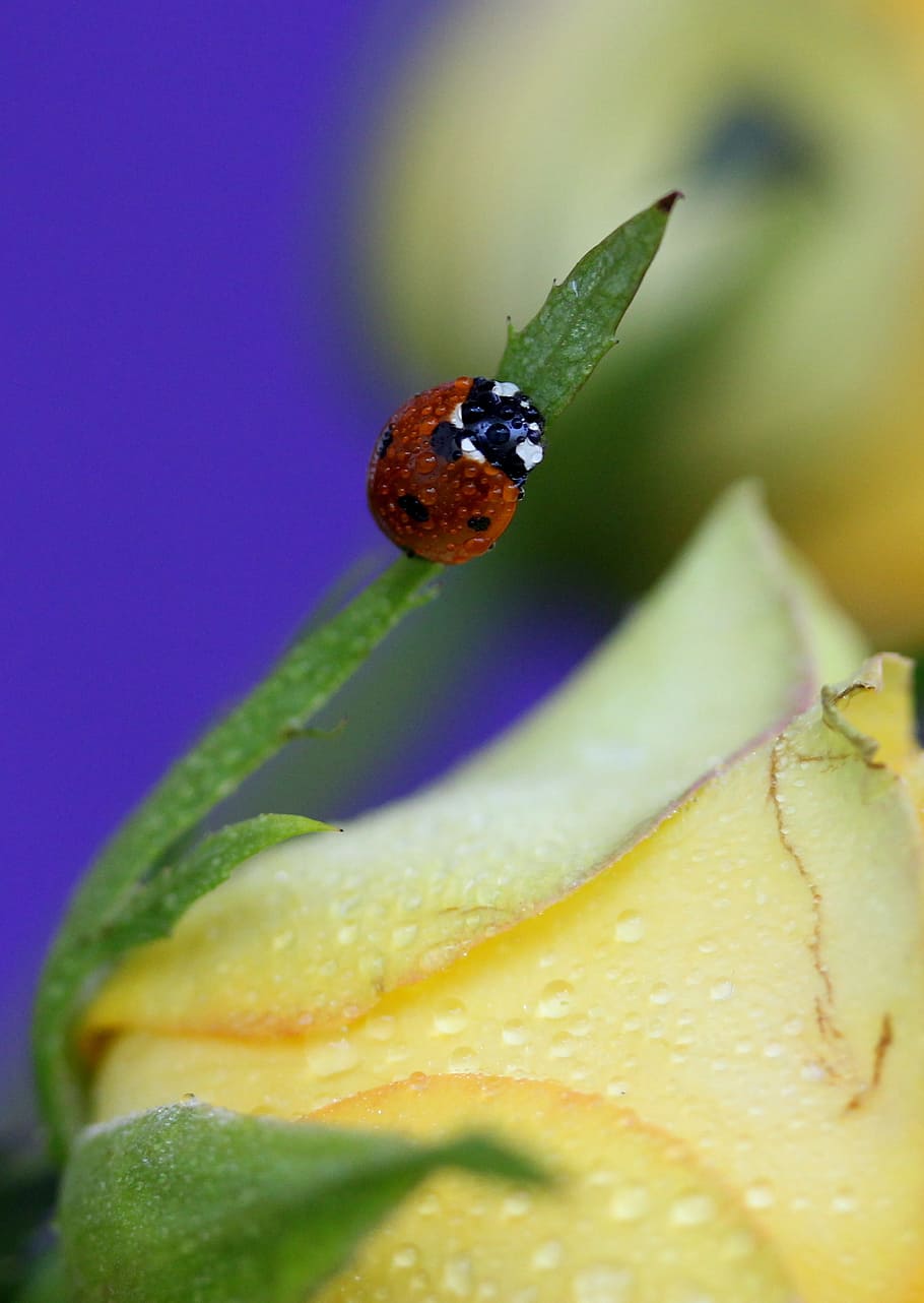 baja, red, insecta, flower, yellow, close-up, plant, no people HD wallpaper