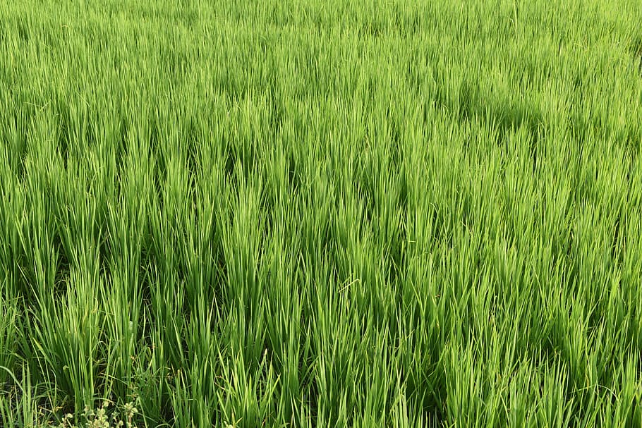 nature, paddy, rice, green color, plant, field, growth, grass HD wallpaper