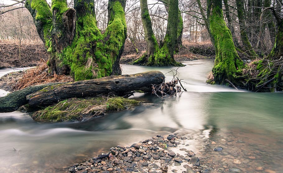 creek, river, ipel, trees, nature, water, plant, forest, beauty in nature HD wallpaper