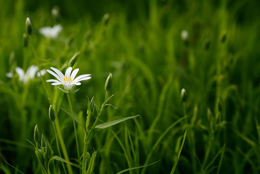 bloom, blossom, bright, buds, environment, field, flora, flower HD wallpaper