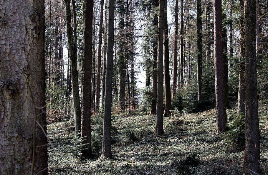 forest, mixed forest, spring, silent, sunlight, idyll, tree HD wallpaper