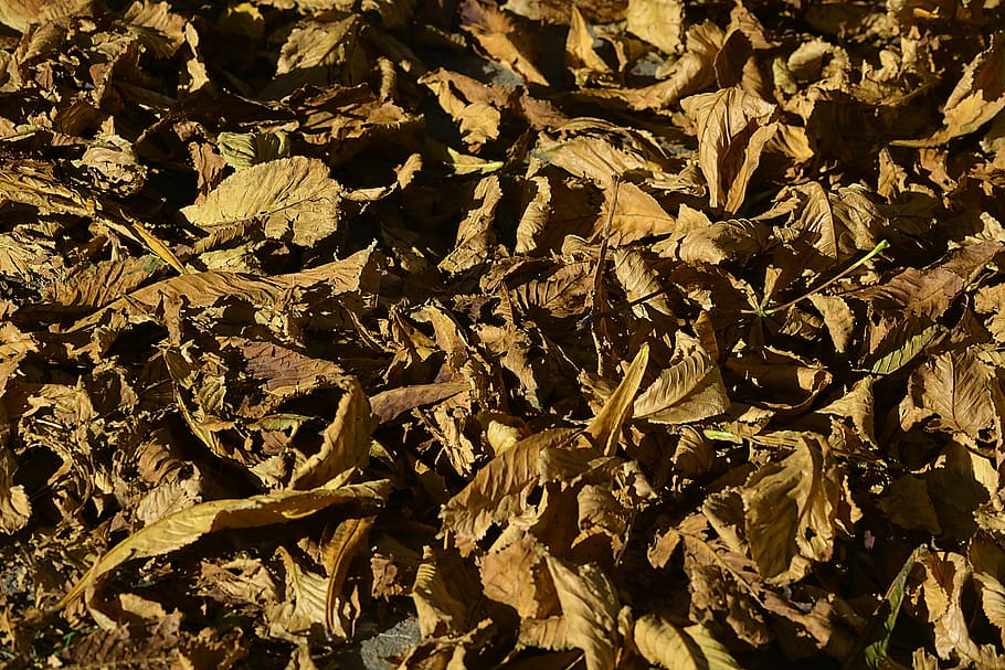 leaves, fall, autumn leaves, nature, yellow, color, autumn leaf, HD wallpaper