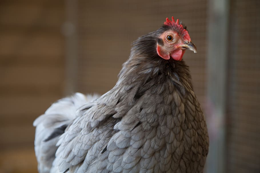 Chicken, Coup, Farm, Poultry, Bird, animal, rural, hen, nature HD wallpaper
