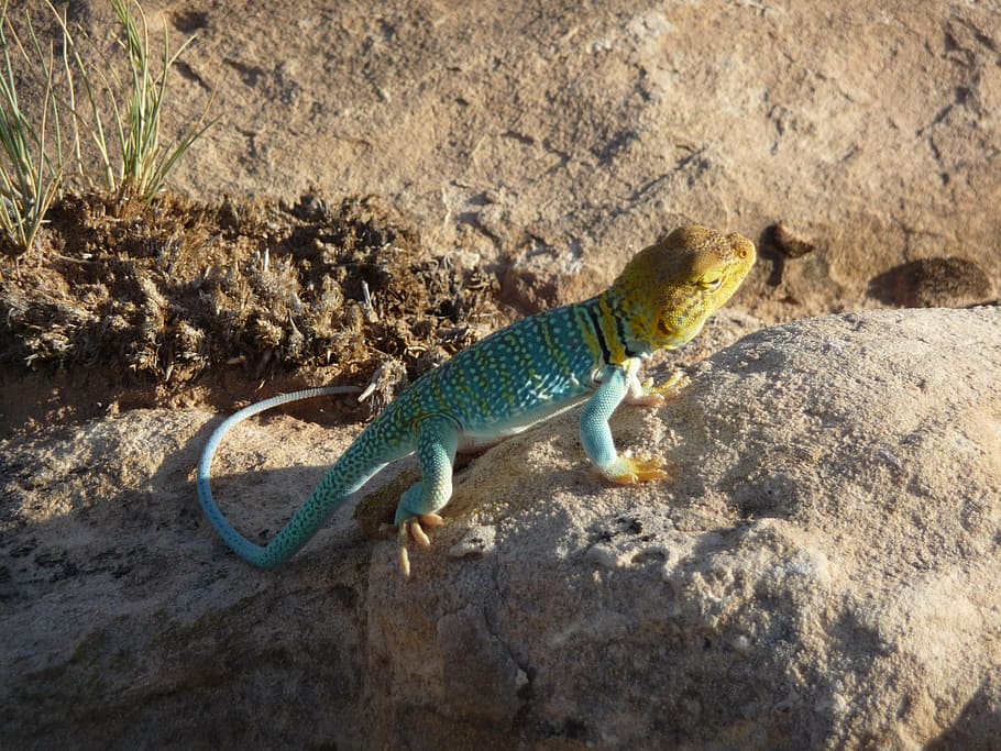 lizard, colored lizzard, animal wildlife, one animal, animal themes HD wallpaper