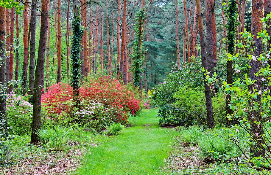Forest, Arboretum, Nature, Trees, seasons, plant, woodland HD wallpaper