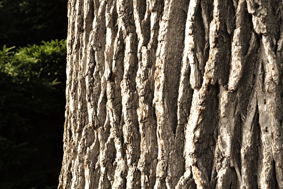 bark, tree, nature, log, structure, forest, tribe, wood, brown HD wallpaper
