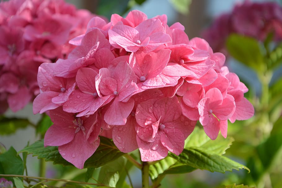 close-up photography of pink Hydrangea flower, Nature, Plant HD wallpaper