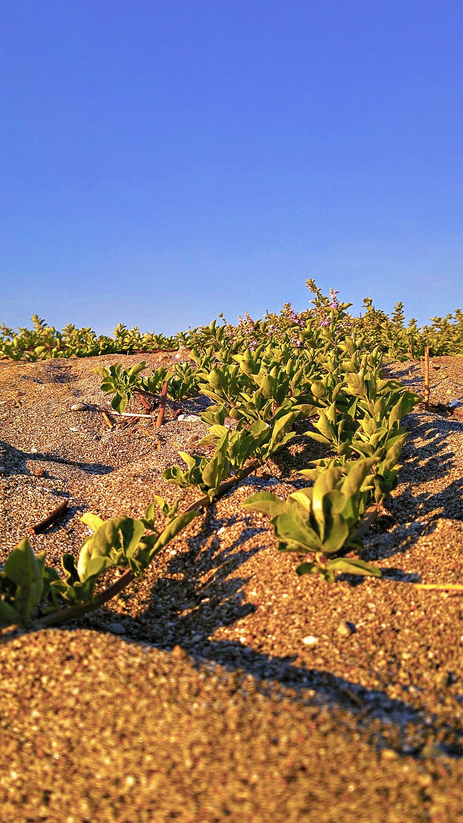 sand, bush, dune, desert, landscape, scenery, nature, dry, soil HD wallpaper