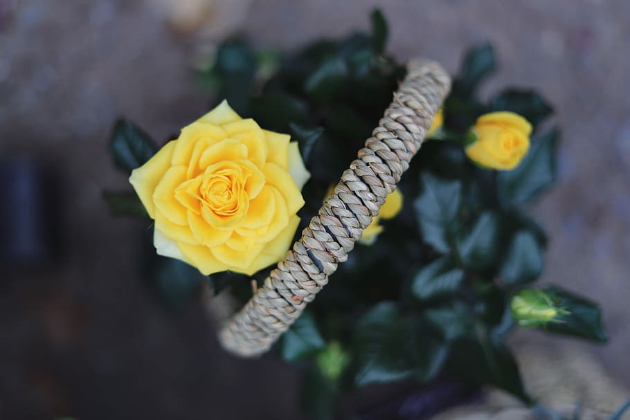yellow rose, shallow focus photography of yellow flower, basket HD wallpaper