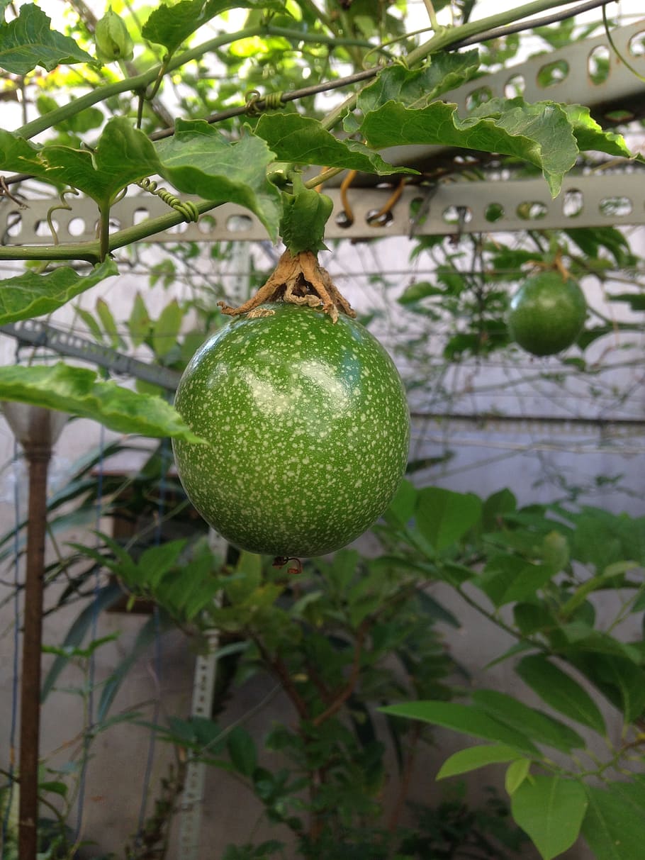 fruit, food, leaf, flora, nature, healthy eating, green color HD wallpaper