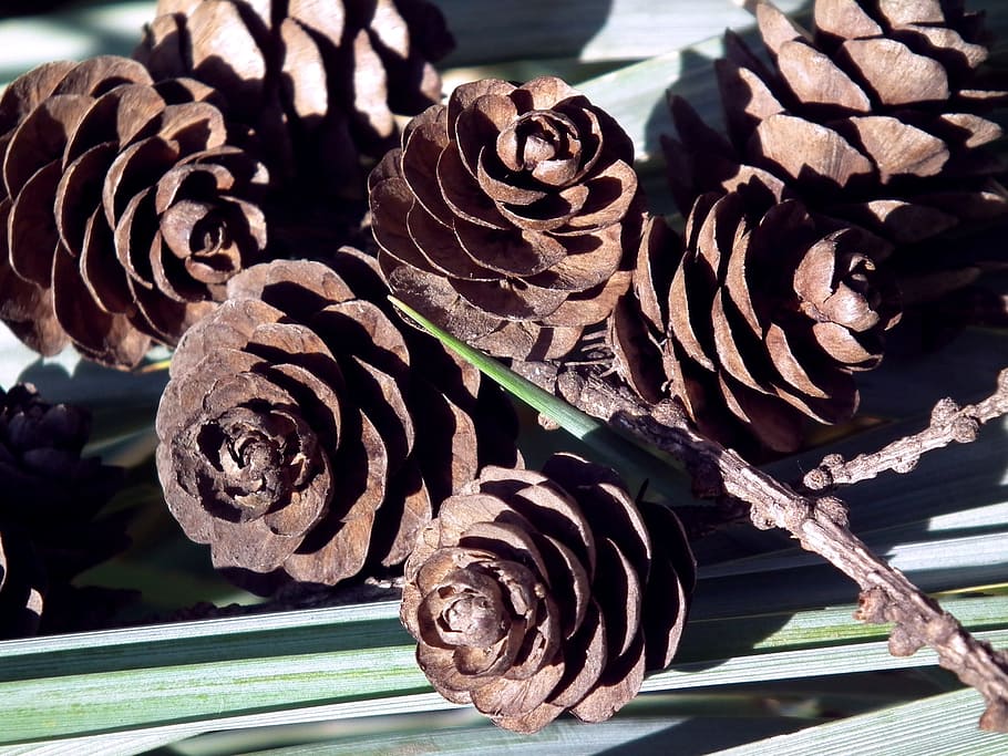 Cones, Brown, Forest, Grass, Plant, macro, nature, spiral, close-up HD wallpaper