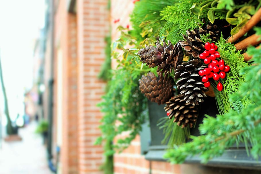 close view of pinecones on green plants on window still, selective focus photography of pine cones HD wallpaper