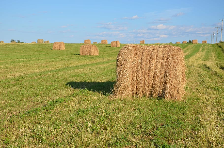 rolls, field, straw, clouds, blue, sky, landscape, nature, blue sky HD wallpaper