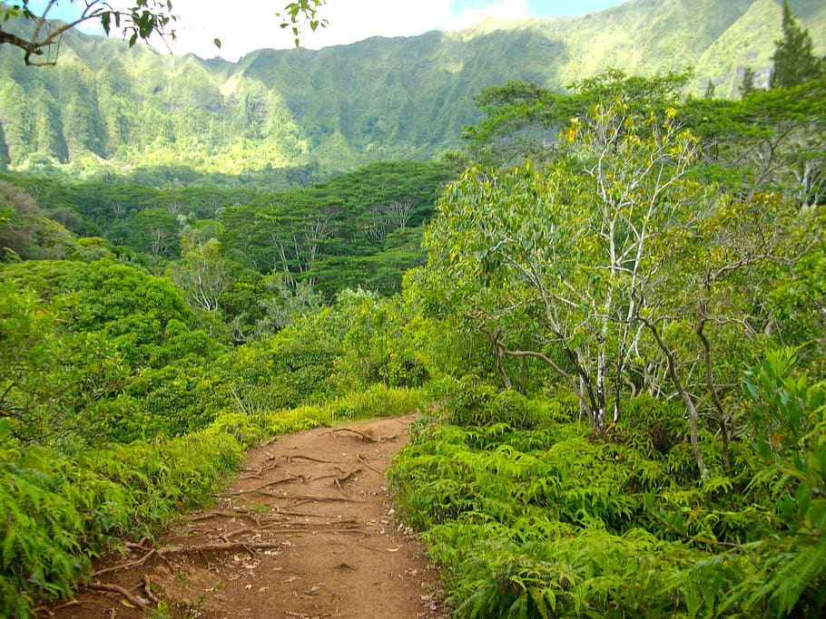 hawaii, hiking, path, pathway, trail, hike, hill, nature, branches HD wallpaper