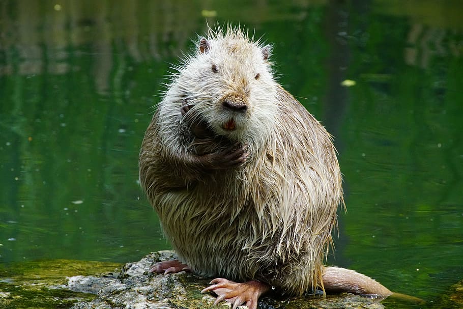 nutria, thinks, after, one animal, animal themes, animal wildlife HD wallpaper