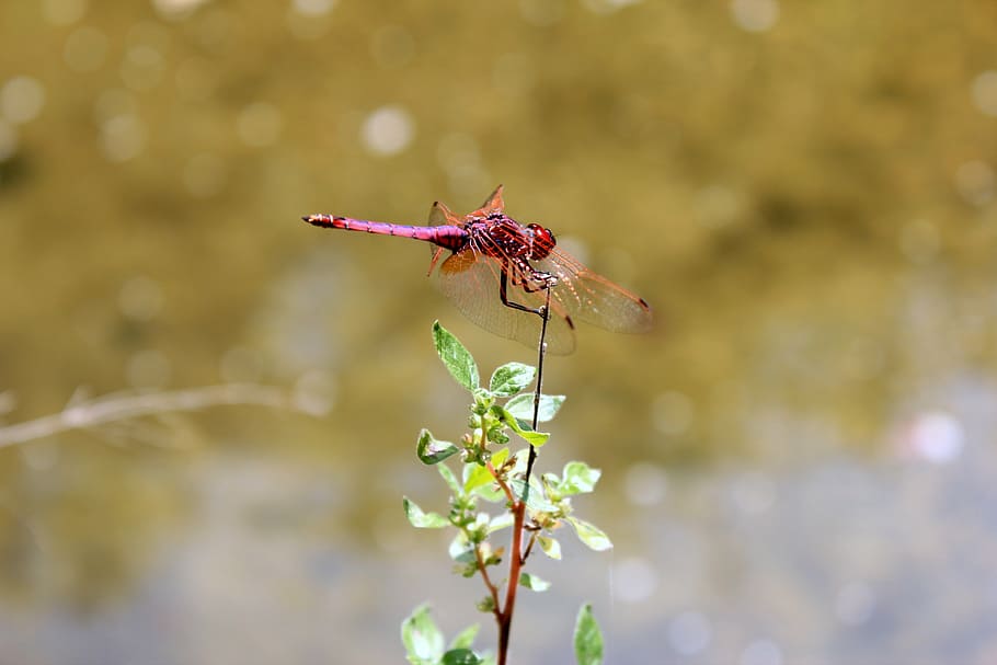 dragonfly, beetle, red, animals in the wild, one animal, animal themes HD wallpaper