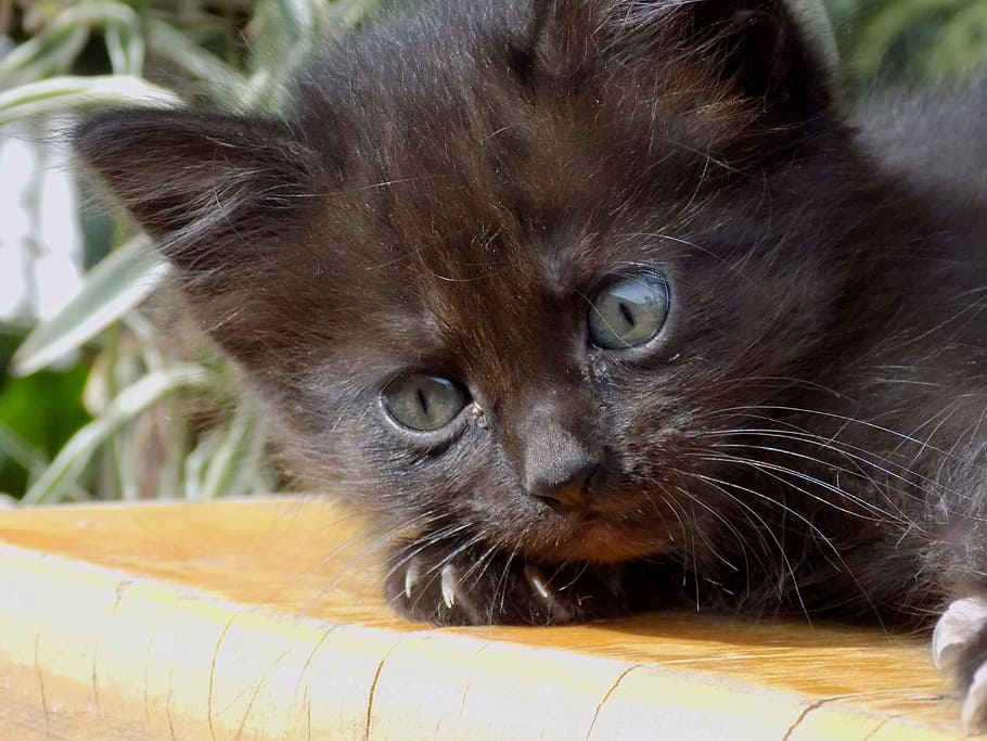 Cat, Pet, Kitten, Tender, black, domestic cat, animal themes HD wallpaper